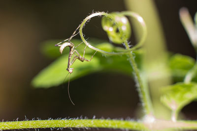 Close-up of insect on plant