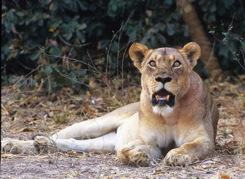 Lioness in forest