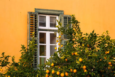 Lemon tree and a window in plaka, the old town of athens, greece.