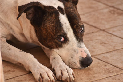 High angle view of dog lying on floor