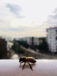 Close-up of insect on a city