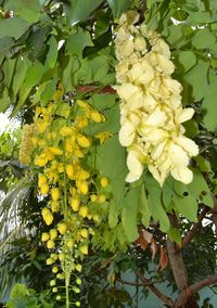 Low angle view of yellow flowers