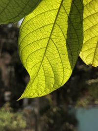 Close-up of yellow maple leaf on leaves