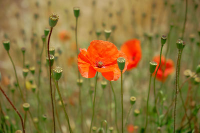 Close-up of poppy blooming on field