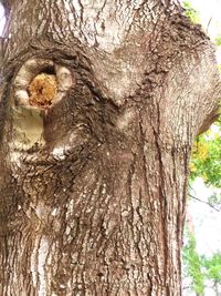 Close-up of lizard on tree trunk