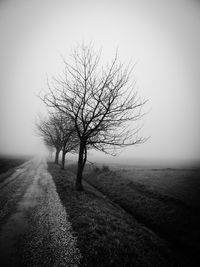 Bare tree on field against sky