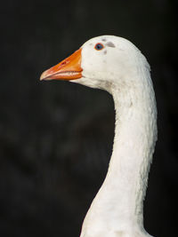 Close-up of swan