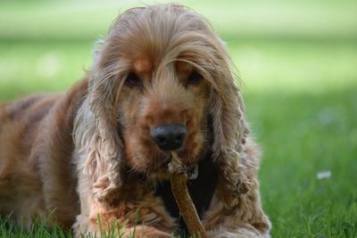 Close-up portrait of dog on field