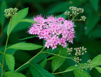 Close-up of pink flowering plant