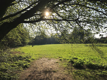 Scenic view of trees on field against sky
