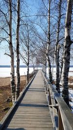 Boardwalk amidst bare trees and plants