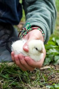 Close-up of hand holding baby chicken