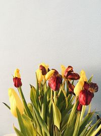 Close-up of yellow tulips against white background