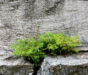 Close-up of moss growing on rock against wall