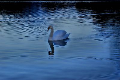 Swan swimming in lake