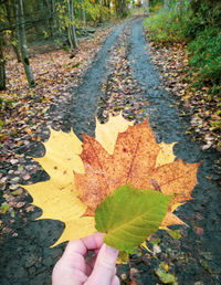 Person holding maple leaves during autumn