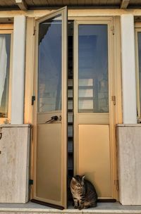 Cat looking through window