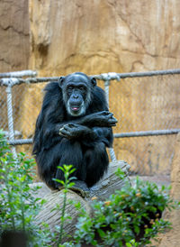 Portrait of monkey sitting in a zoo