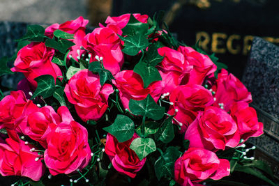 Close-up of pink roses on plant