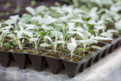 Close-up of potted plant