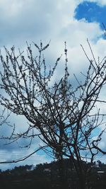 Low angle view of tree against sky