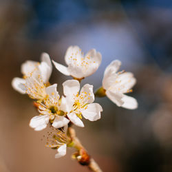 Close-up of white cherry blossoms in spring