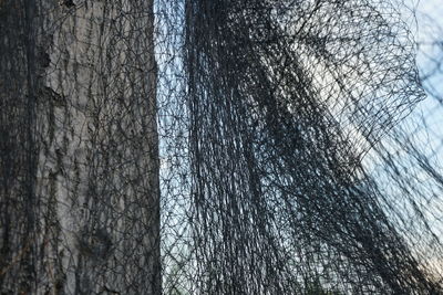 Full frame shot of bare trees in forest