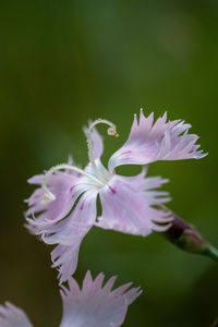 Close-up of purple flowering plant