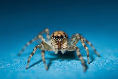 Close-up of spider