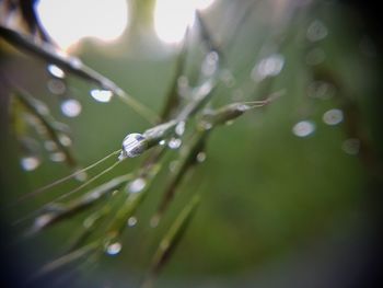 Close-up of wet plant