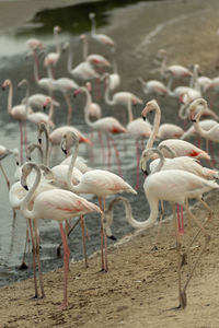 Flock of birds on beach