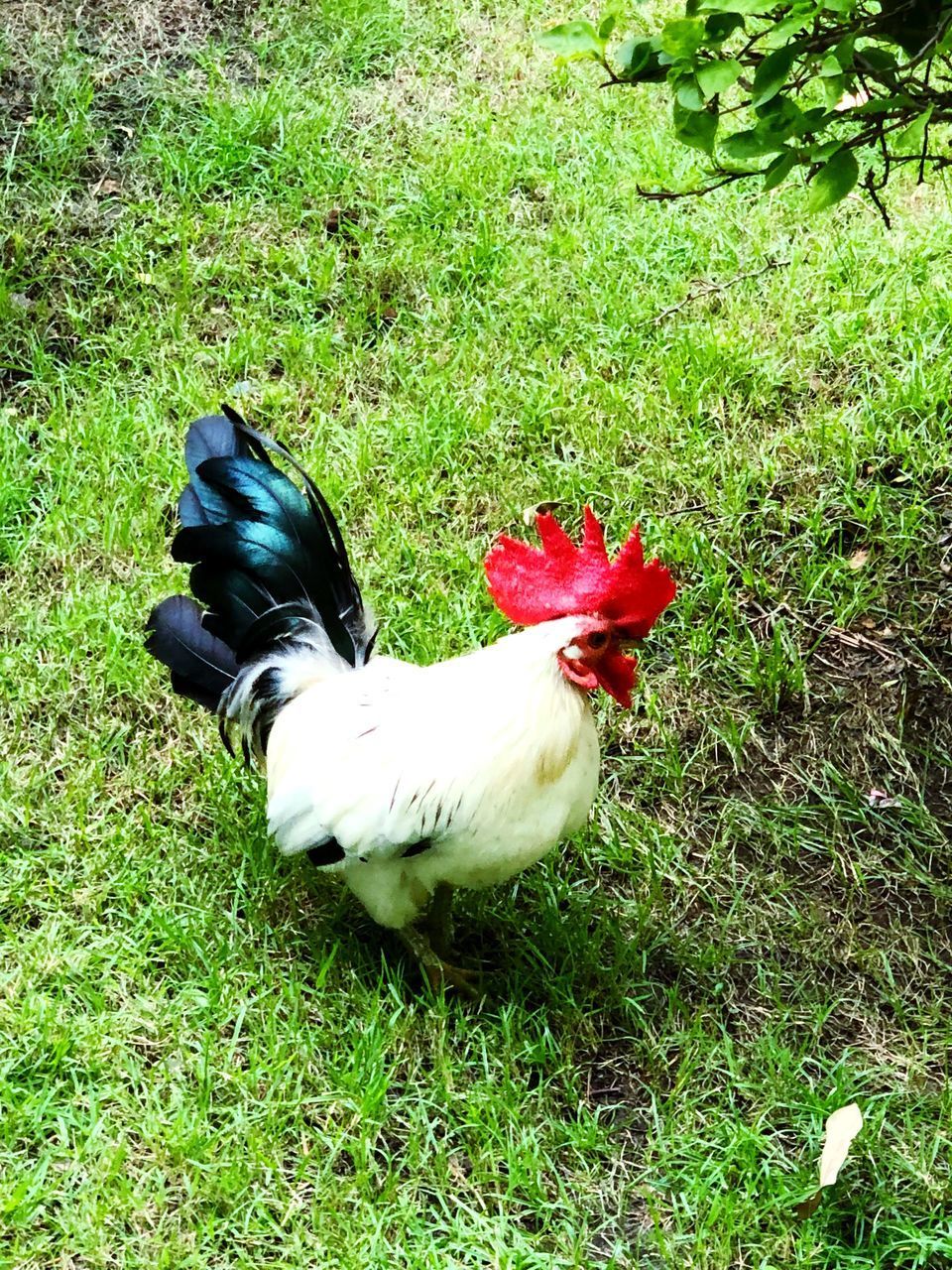 VIEW OF A DUCK IN FIELD