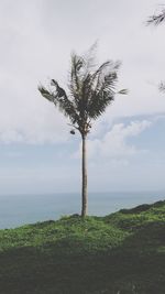 Palm tree by sea against sky