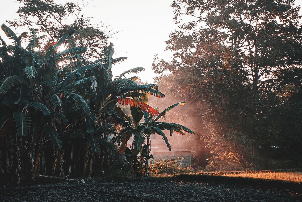 plant, tree, growth, nature, leaf, no people, morning, sky, plant part, outdoors, sunlight, day, beauty in nature, flower, darkness, land, autumn