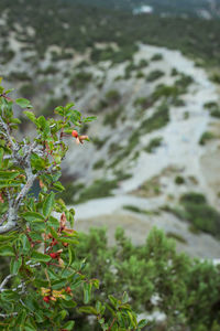 Close-up of a bird flying over water