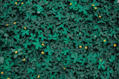 Green leaves texture