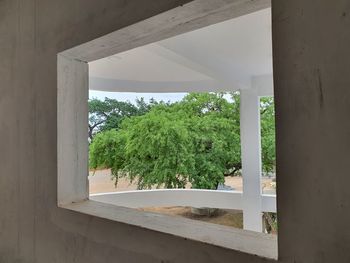 Plants seen through window of building