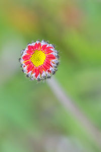 Close-up of purple flower