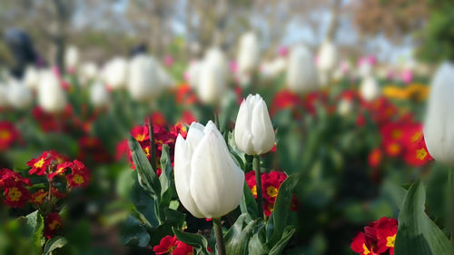 Close-up of tulips blooming at st james park