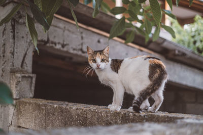 Portrait of cat sitting on wall