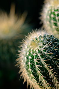 Close-up of cactus plant