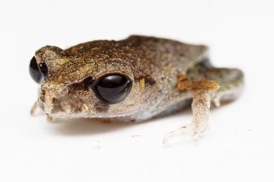 Close-up of snake against white background