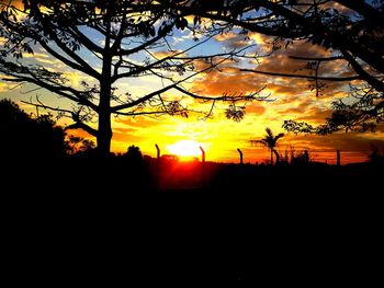 Silhouette of trees at sunset