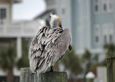 Back view close-up of pelican perching on wooden post