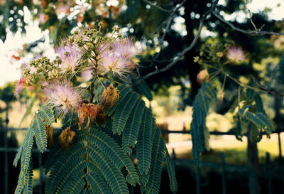 Close-up of flowers