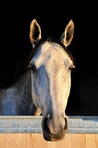 Close-up portrait of horse in stable