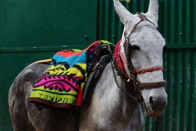 Close-up of horse