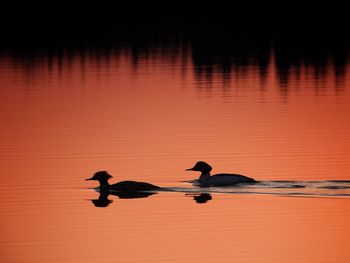 Silhouette birds swimming in lake at sunset