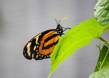 Close-up of butterfly perching on leaf