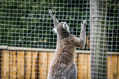 Cat in cage at zoo